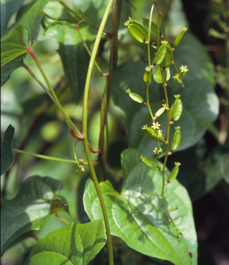 Dioscorea tokoro