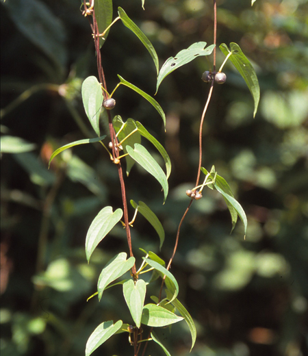 Dioscorea japonica /igname japonaise