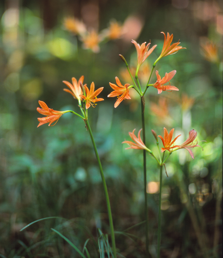 Lycoris sanguinea