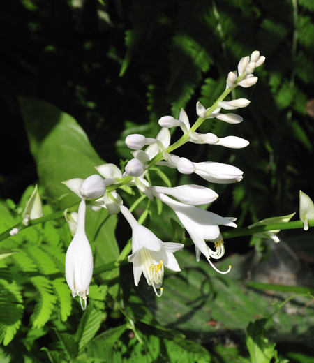 Hosta montana