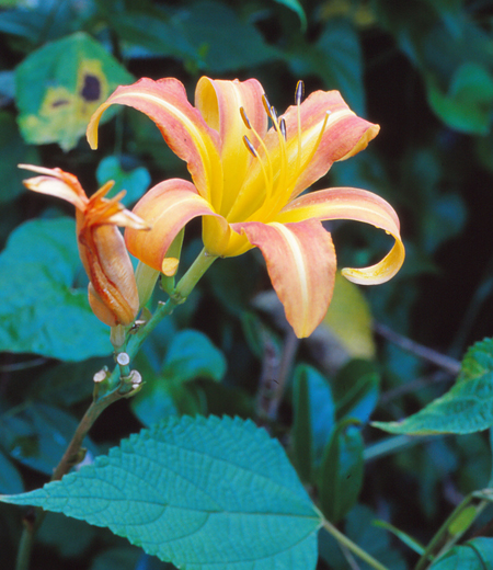 Hemerocallis fulva var. disticha