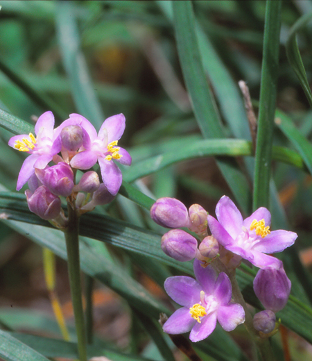 Liriope minor