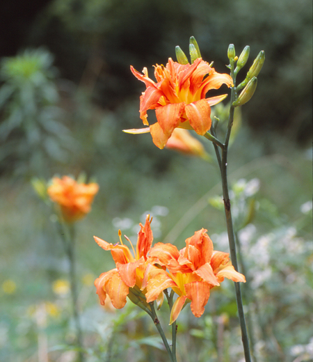 Hemerocallis fulva var. kwanso