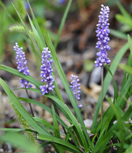 Liriope muscari