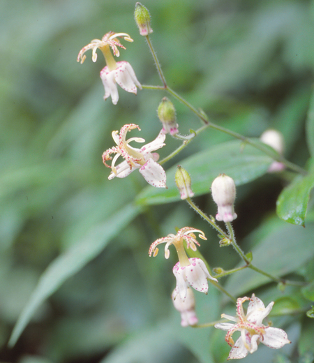 Tricyrtis macropoda