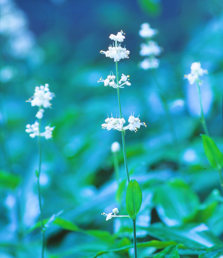 Pollia japonica