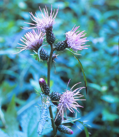 Cirsium microspicatum