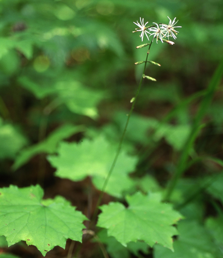 Ainsliaea acerifolia (Okumomijihaguma)