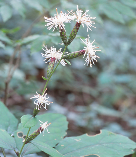 Pertya robusta (Kasiwaba Haguma)