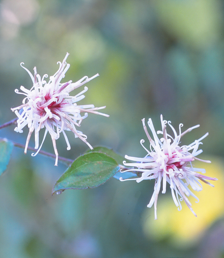 高野帚菊