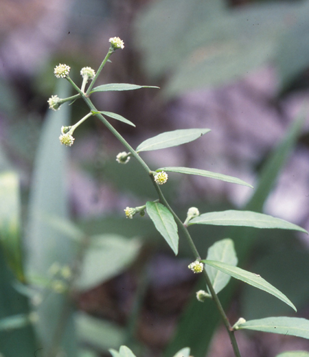 Rhynchospermum verticillatum (Shubunso)