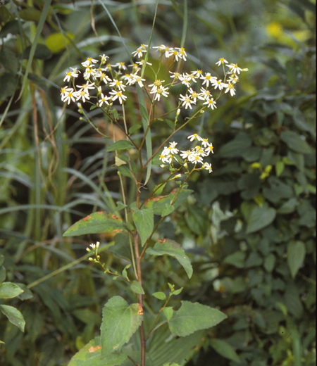 Aster scaber