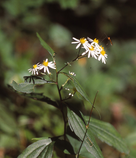 Aster ageratoides ssp. leiophyllus