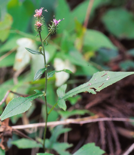 Saussurea sinuatoides (Takao Higotai)