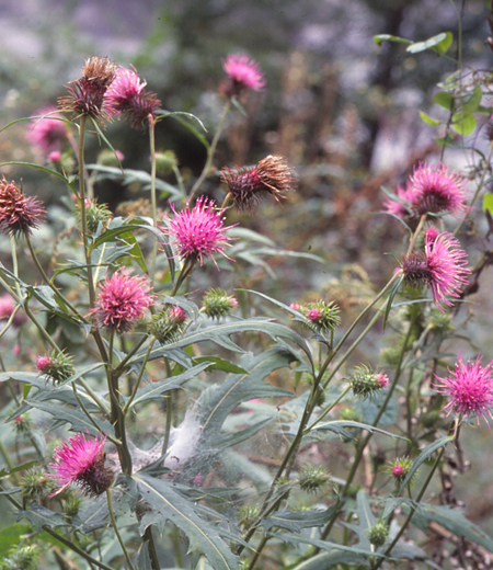 Cirsium nipponicum var. incomptum