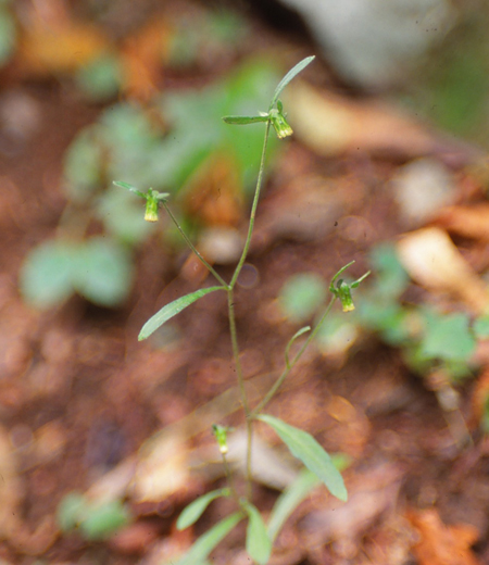 Ｃarpesium rosulatum (Hime Gankubiso)