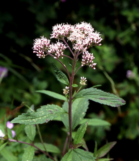 Eupatorium makinoi (Hiyodoribana)