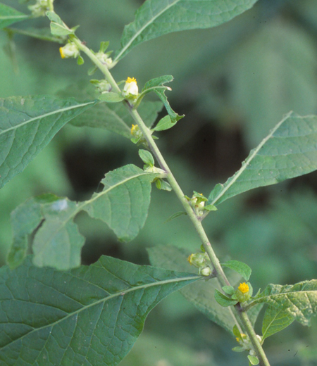 Carpesium abrotanoides (Yabu Tabako)