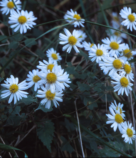 Chrysanthemum makinoi