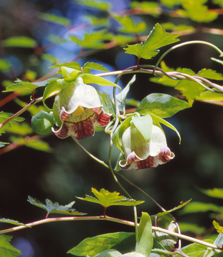 Codonopsis lanceolata