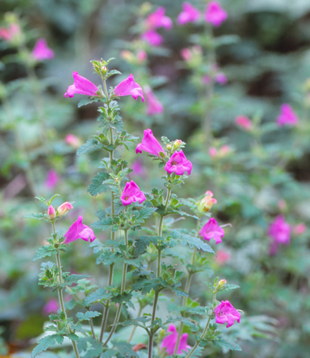 Phtheirospermum japonicum