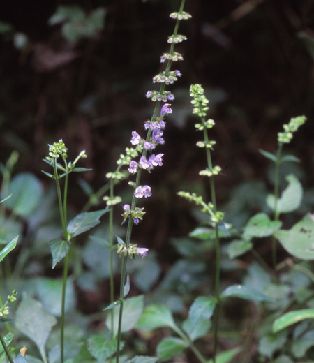 鼠尾草　（紫花鼠尾草）