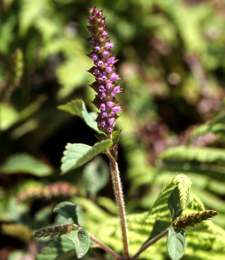 Elsholtzia ciliata (Naguinata Kojyu)