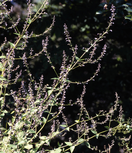 藍香茶菜