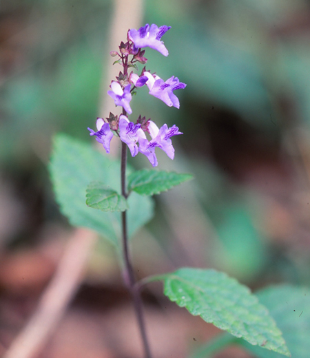 Plectranthus inflexus