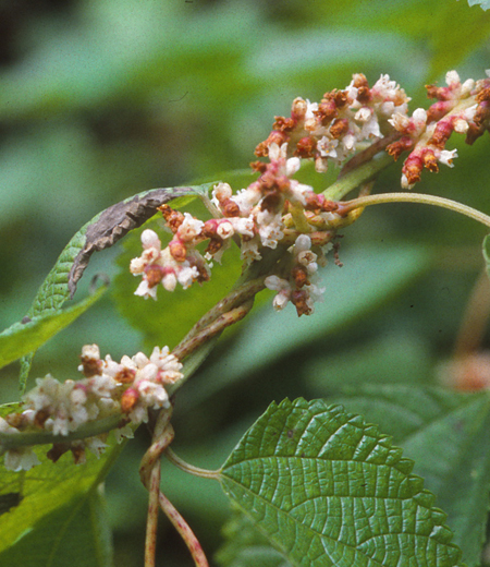 Cuscuta japonica (Nenasi Kazura)