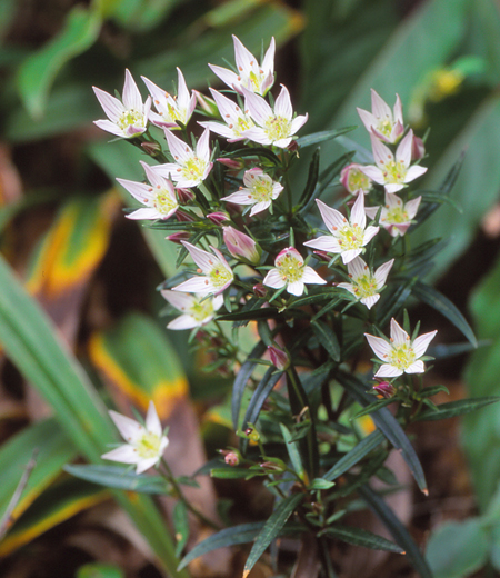 Swertia japonica