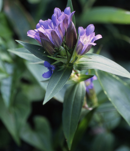 Gentiana scabra (Rindo)