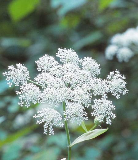 Angelica polymorpha (Sirane Senkyu)