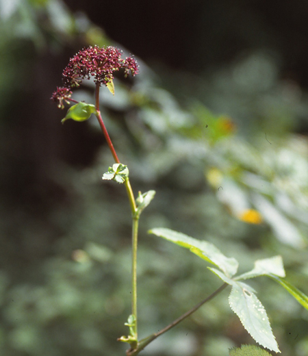 Angelica decursiva