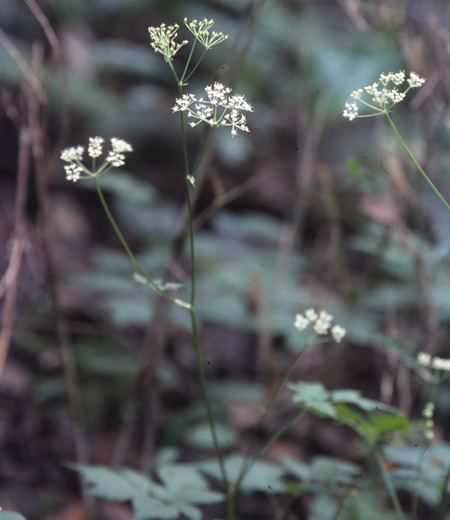 Spuriopimpinella nikoensis (Hikague Mitsuba)