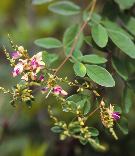 Lespedeza Buergeri