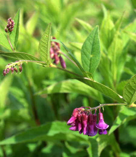 Vicia unijuga (Nanten Hagui)