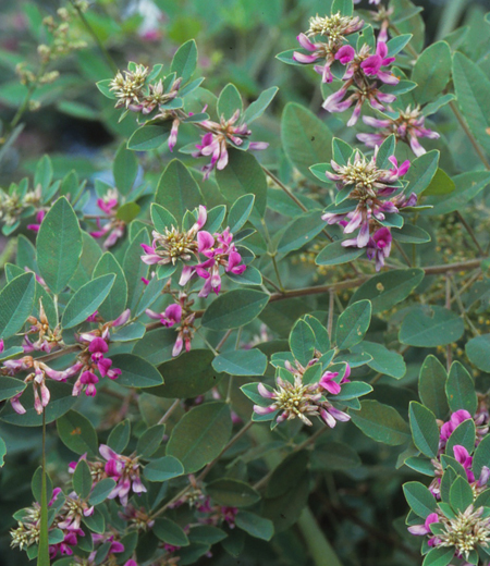 Lespedeza Cyrtobotrya