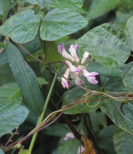 Amphicarpaea edgeworthii var. japonica