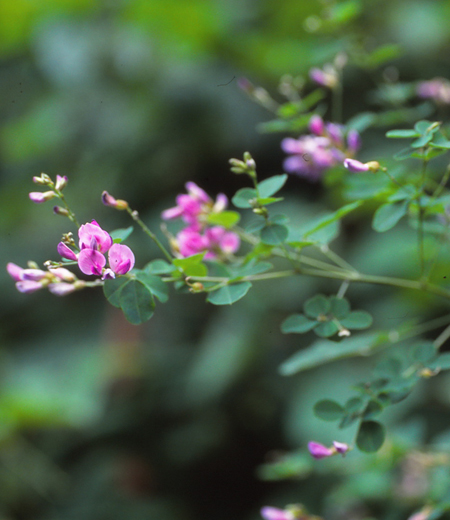 Lespedeza Bicolor (Trébol Japonés)