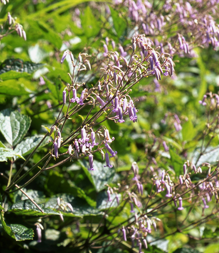 Clematis stans (Kusa Botan)