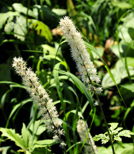 Cimicifuga simplex (Sarasina Shoma)