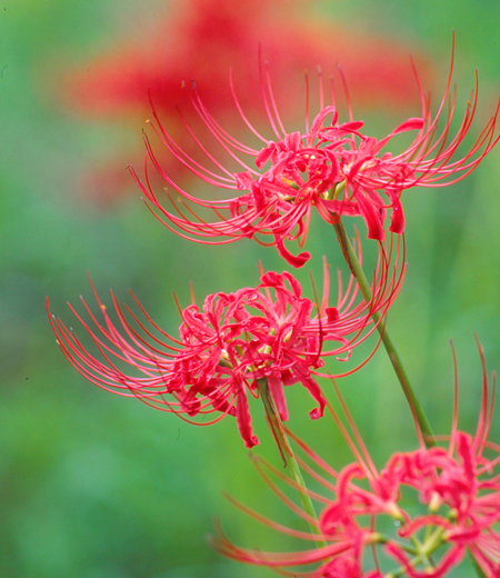 日本鹿蹄草（紅花石蒜）