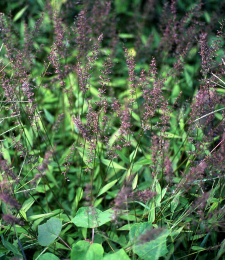 Oplismenus undulatifolius (Chillimizasa)