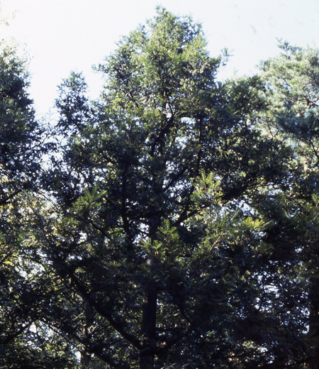 Torreya Japonesa (Torreya Nucifera)