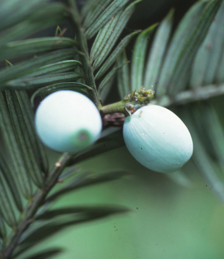 Chephalotaxus harringtonia