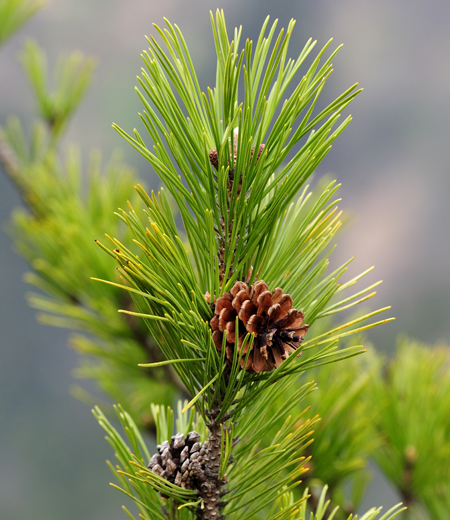 Pino Rojo Japonés (Pinus Densiflora)