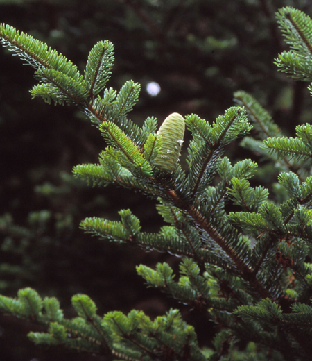 Abies firma (sapin)