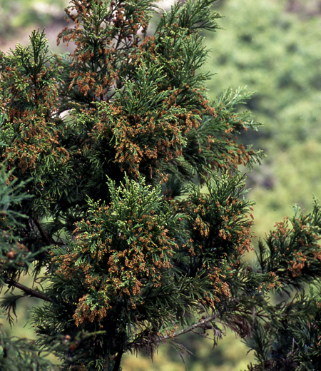 Cryptomeria japonica (Cèdre du Japon)