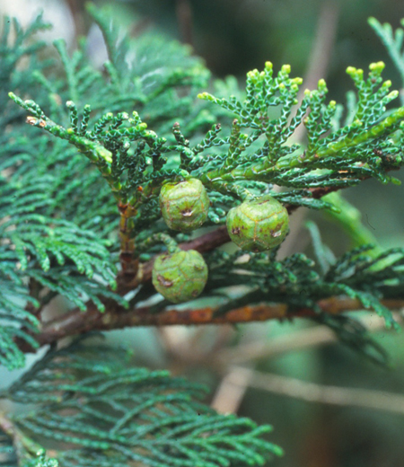 Chamaecyparis obtusa (cyprès du Japon)